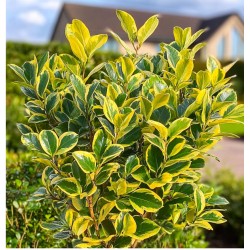 Euonymus japonicus ‘Aureomarginatus’