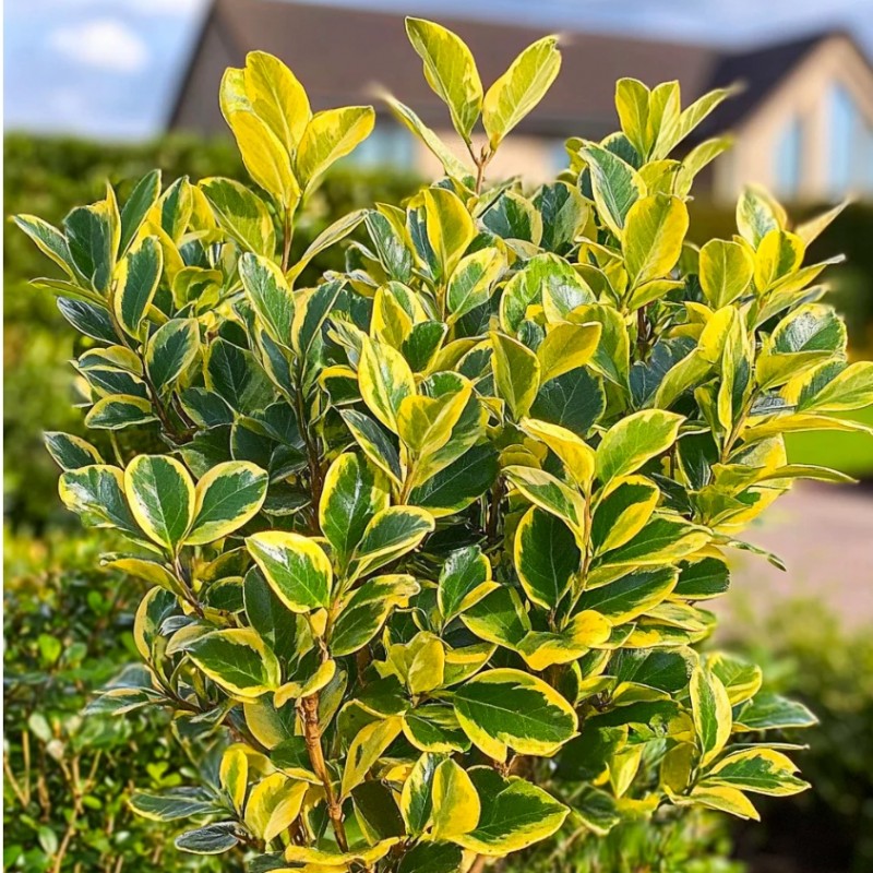 Euonymus japonicus ‘Aureomarginatus’