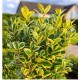 Euonymus japonicus ‘Aureomarginatus’