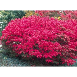 Euonymus europeus 'Red Cascade'
