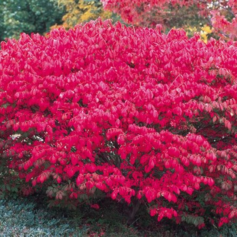 Euonymus europeus 'Red Cascade'