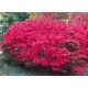 Euonymus europeus 'Red Cascade'