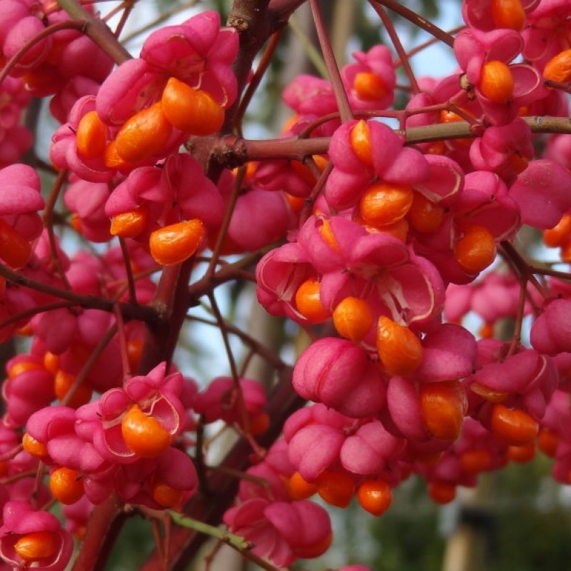 Euonymus europeus 'Red Cascade'