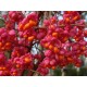 Euonymus europeus 'Red Cascade'