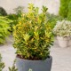 Euonymus japonicus ‘Aureus’