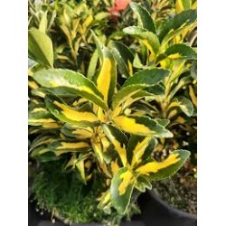 Euonymus japonicus ‘Aureus’