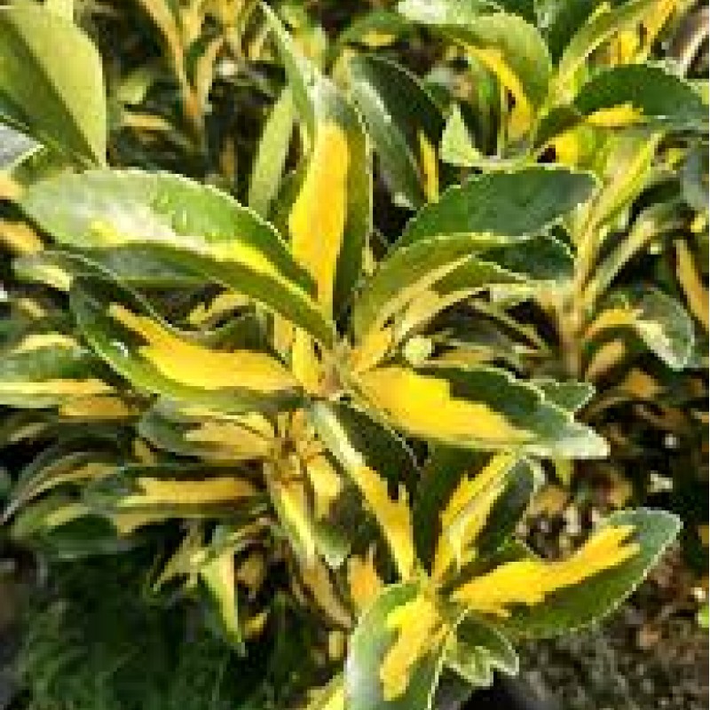 Euonymus japonicus ‘Aureus’