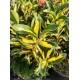 Euonymus japonicus ‘Aureus’