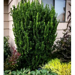 Euonymus japonicus „Green Spire”