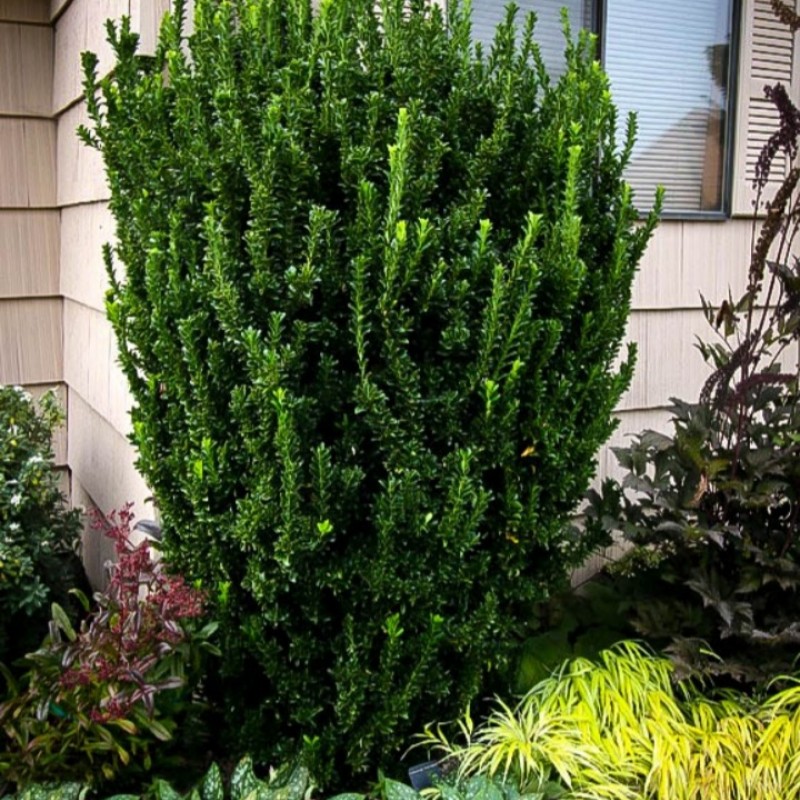 Euonymus japonicus „Green Spire”