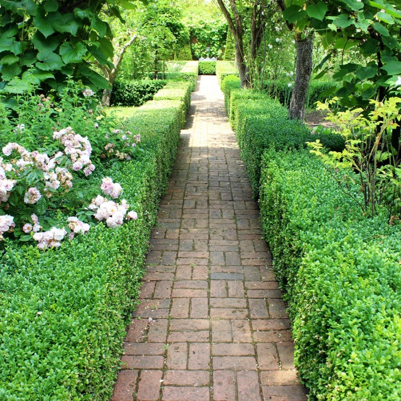 Euonymus japonicus „Green Spire”