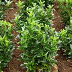 Euonymus japonicus „Green Spire”