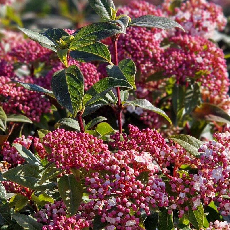 Viburnum tinus ‘Eve Price’ 