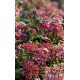 Viburnum tinus ‘Eve Price’ 
