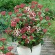 Viburnum tinus ‘Eve Price’ 