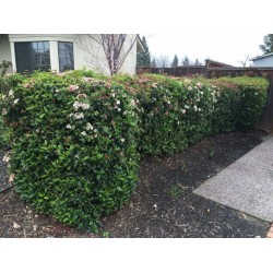 Viburnum tinus ‘Eve Price’ 