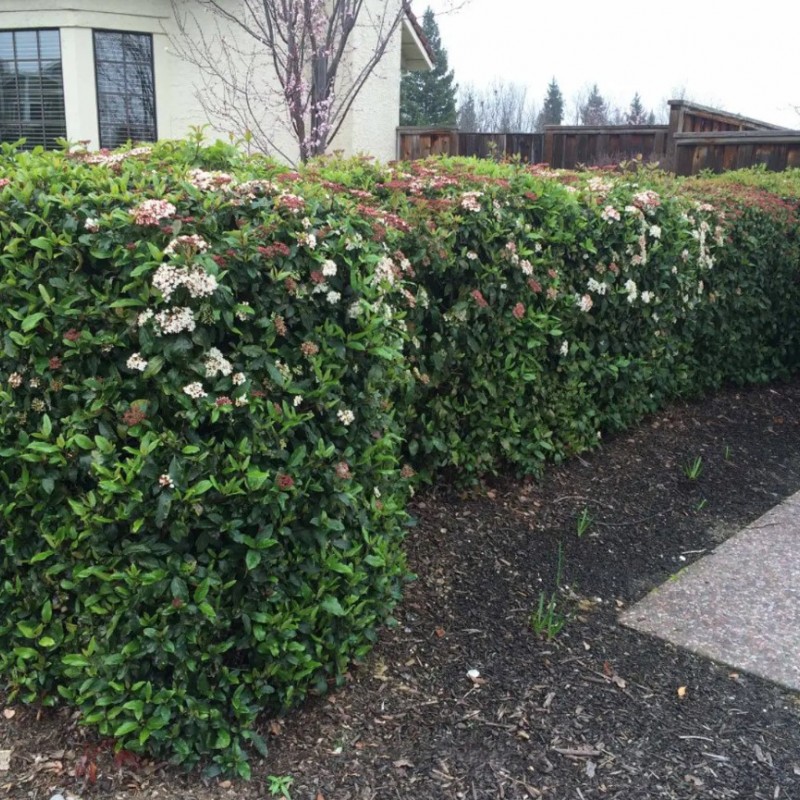 Viburnum tinus ‘Eve Price’ 