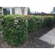 Viburnum tinus ‘Eve Price’ 
