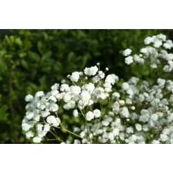 Gypsophila paniculata ‘Festival White’  - Floarea miresei alb