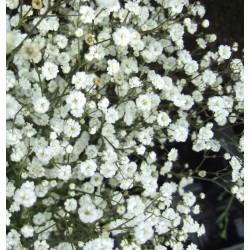 Gypsophila paniculata ‘Festival White’  - Floarea miresei alb