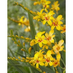 Crocosmia ‘Firestars Hot Spot Improved’ 
