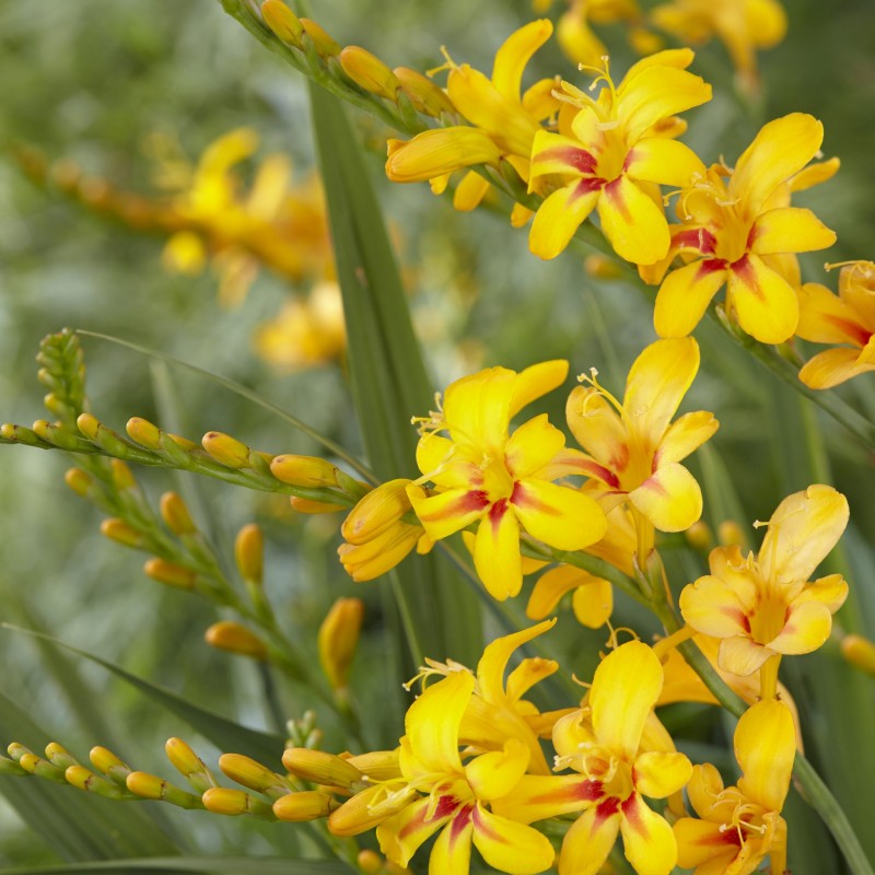 Crocosmia ‘Firestars Hot Spot Improved’ 