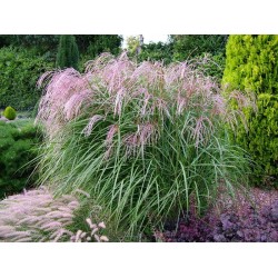 Miscanthus sinensis ‘Flamingo’ 