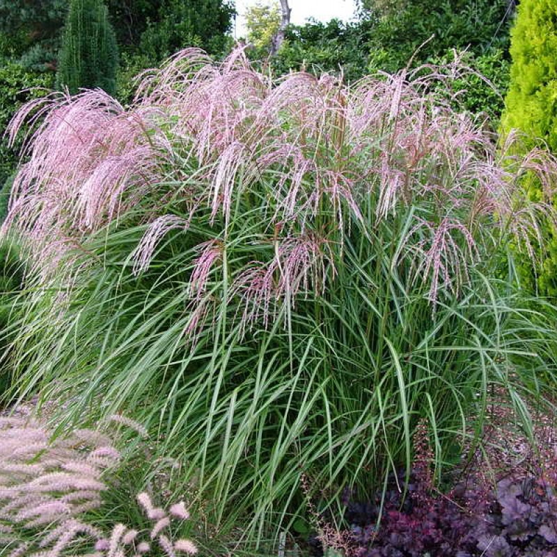 Miscanthus sinensis ‘Flamingo’ 