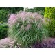 Miscanthus sinensis ‘Flamingo’ 