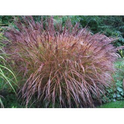 Miscanthus sinensis ‘Flamingo’ 