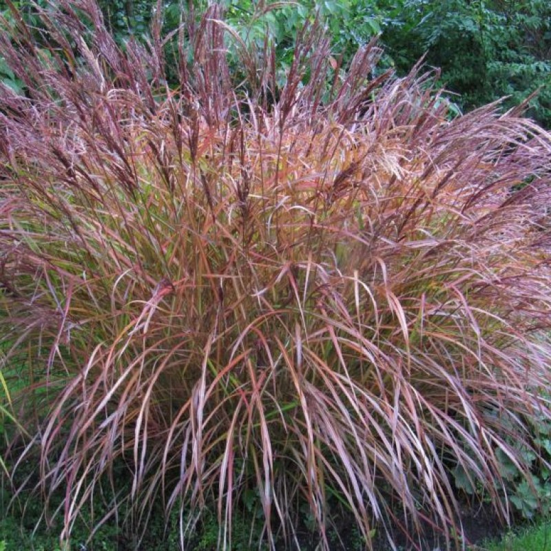 Miscanthus sinensis ‘Flamingo’ 