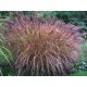 Miscanthus sinensis ‘Flamingo’ 
