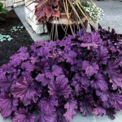 Heuchera Forever Purple