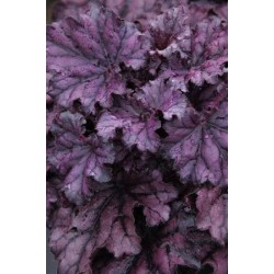 Heuchera Forever Purple