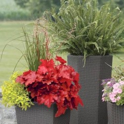 Heuchera Forever Red 