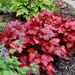 Heuchera Forever Red 