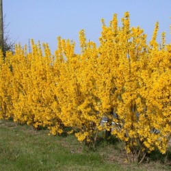 PLOAIA DE AUR - Forsythia intermedia