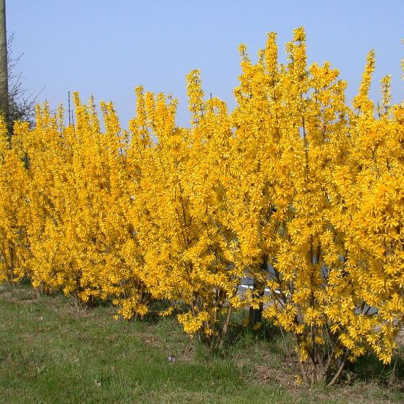 PLOAIA DE AUR - Forsythia intermedia