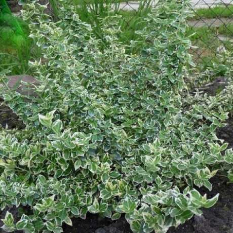Euonymus Emerald Gaiety 