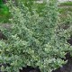 Euonymus Emerald Gaiety 