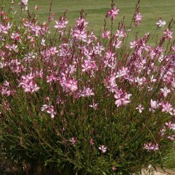 Oenothera lindheimeri 'Gambit Rose Bicolor' – Gaura bicoloră