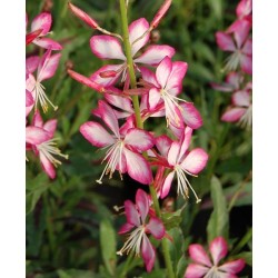 Oenothera lindheimeri 'Gambit Rose Bicolor' – Gaura bicoloră
