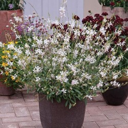 Oenothera lindheimeri 'White Dove' – Gaura albă