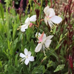 Oenothera lindheimeri 'White Dove' – Gaura albă