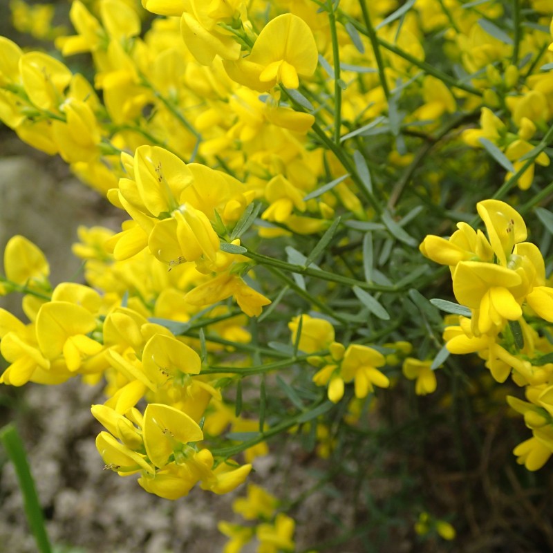 Genista lydia