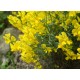 Genista lydia