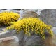 Genista lydia