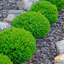 Veronica sect. Hebe 'Green Globe'