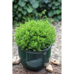 Veronica sect. Hebe 'Green Globe'