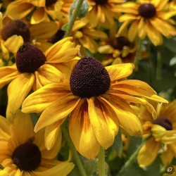 Rudbeckia fulgida ‘Goldsturm’